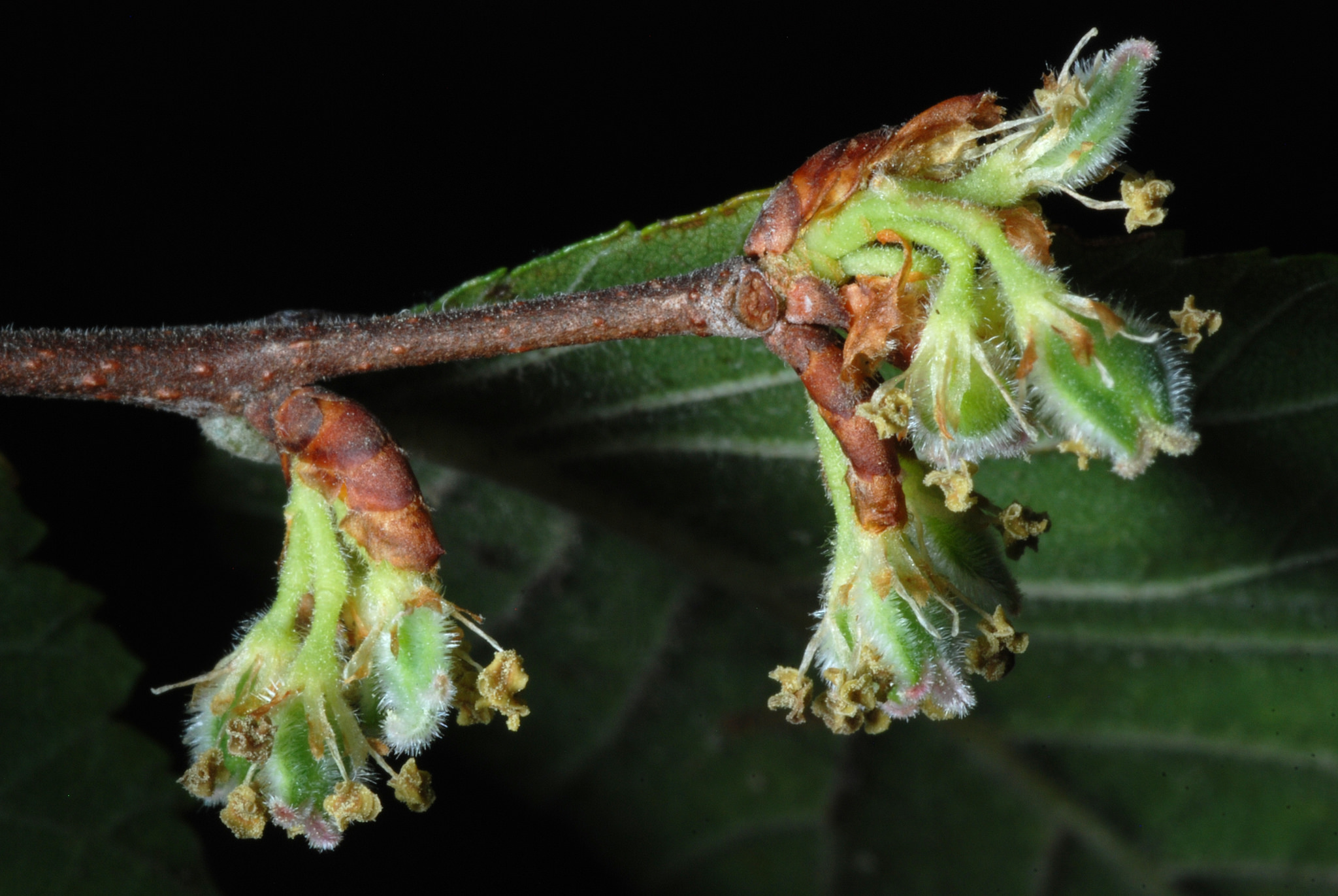 Ulmus crassifolia